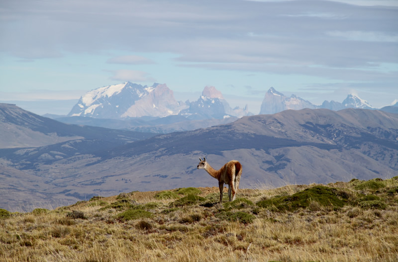 El Macizo de Paine (Chile) se encuentra a sólo 75 km. del Cerro Frías, permitiendo magníficas vistas de sus cumbres.
