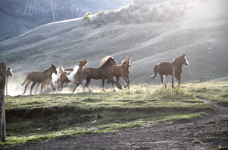 Los caballos de Estancia Alice, dan su propio espectáculo a la hora de salir en busca de alimento y reposo a campo abierto en la tradicional suelta de caballos del Cerro Frías.
