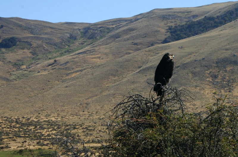 Las águilas mora merodean por el Valle del Centinela.
